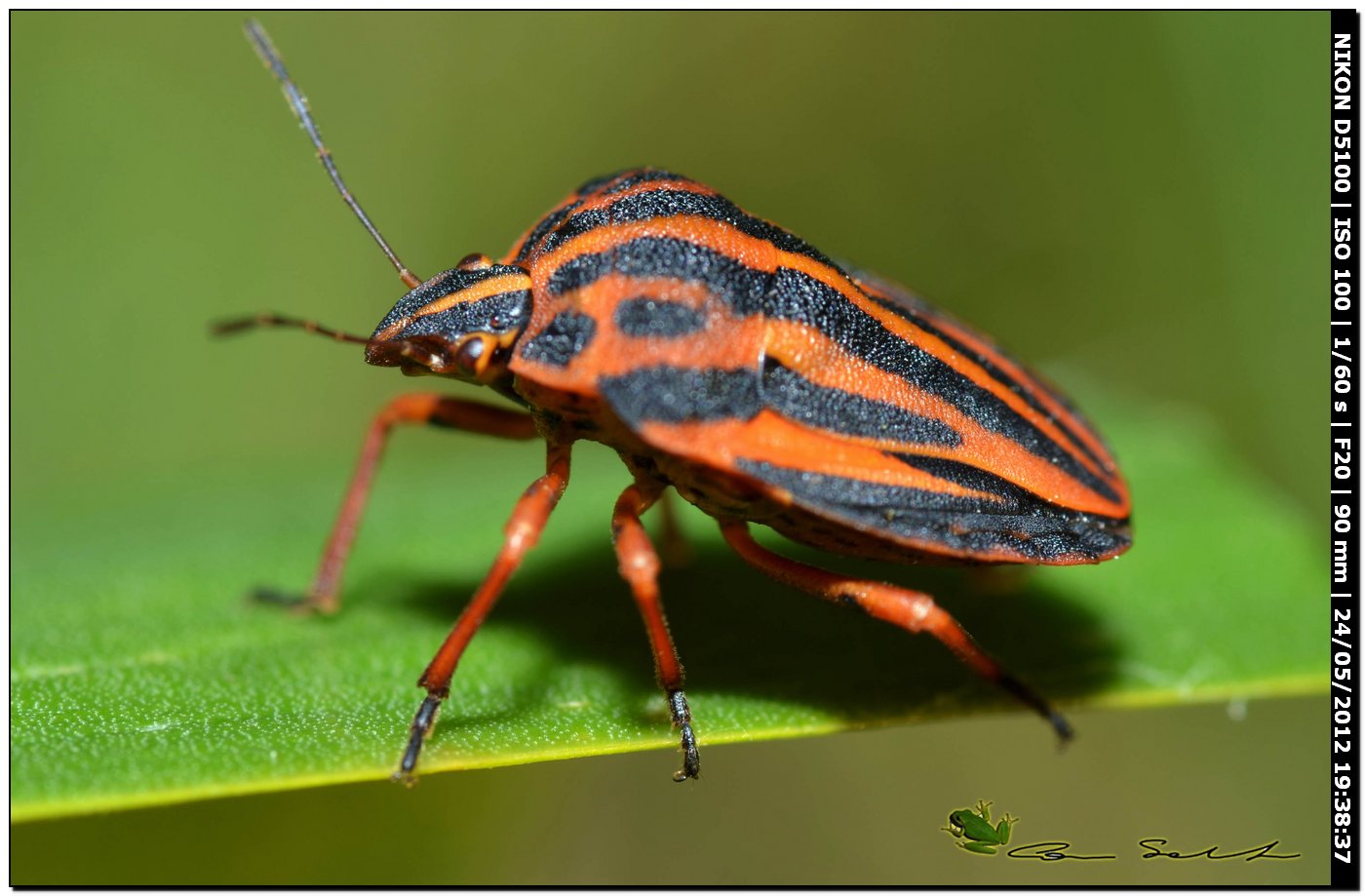 Graphosoma semipunctatum